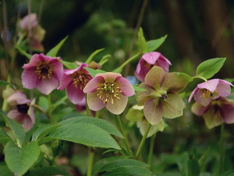 Helleborus