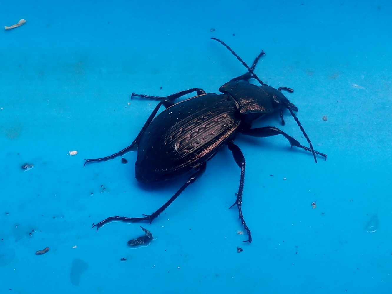 жужелица Carabus granulatus