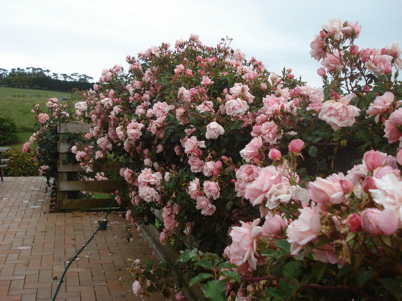 плетистая роза клаймбер компасьон