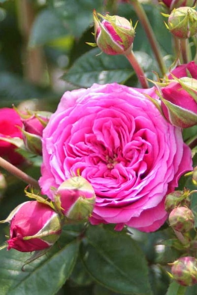 розовая роза сорт Pink Babyflor