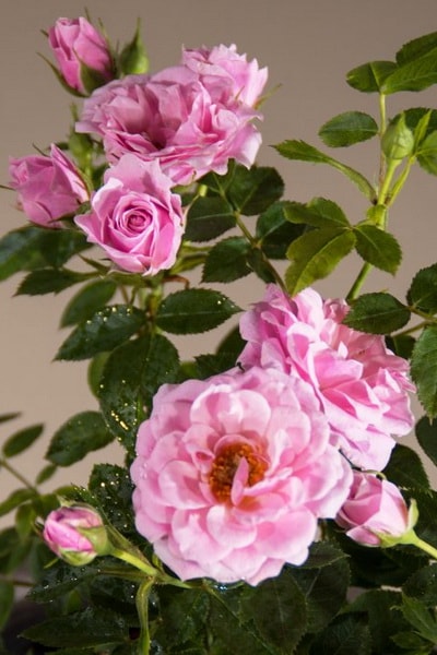 розовая роза сорт Pink Symphonie