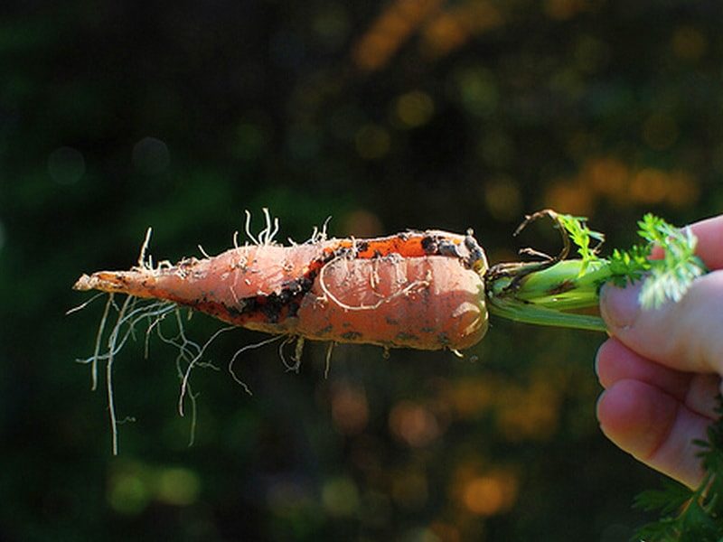 морковь трескается