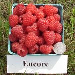 Encore raspberries