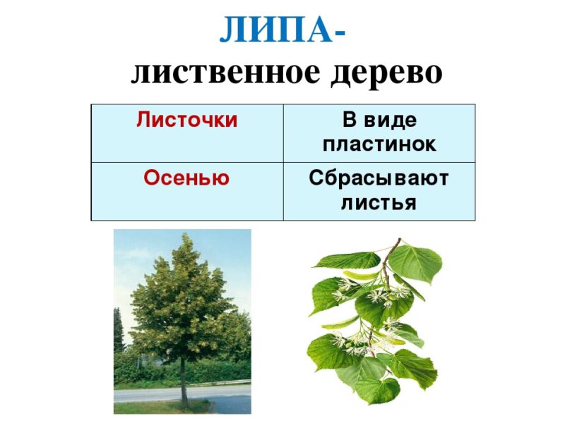 У растений листья в виде пластинок. Широколиственные деревья. У лиственных деревьев в виде пластинок. Листья в виде пластинок. У лиственных деревьев листья в виде пластинок.