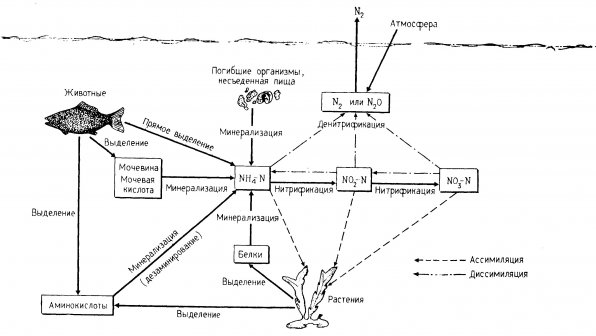 Азотный цикл в аквариуме С.Спотт
