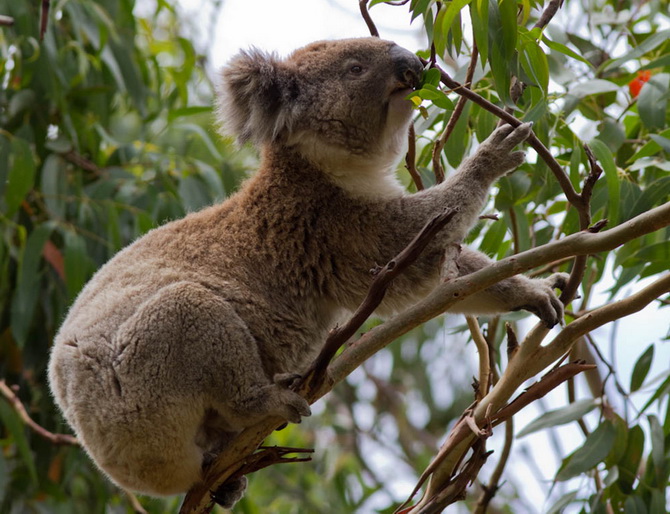 Eucalyptus9