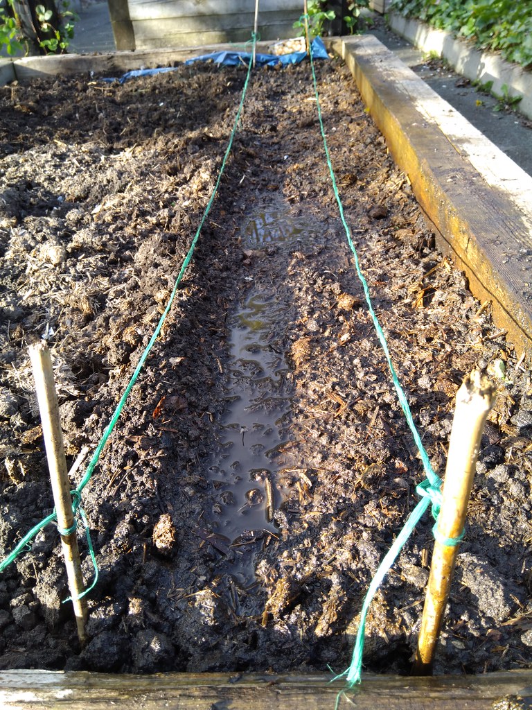 planting onion фото