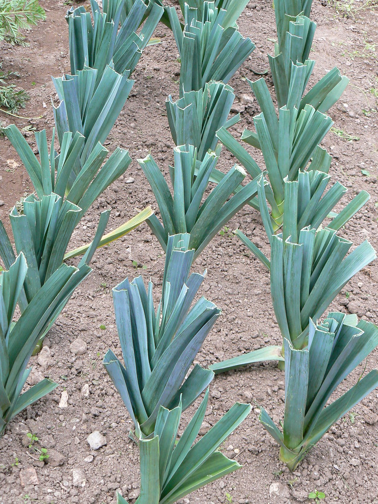 leek seedling фото