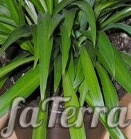 Хлорофитум капский (Chlorophytum capense)