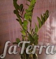 Замиокулькас Буавена (Zamioculcas boivinii Decne)