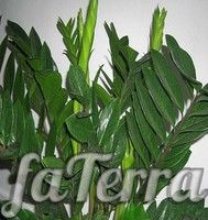 Замиокулькас ланцетовидный (Zamioculcas lanceolata Peter)