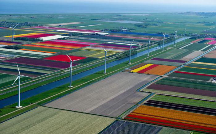 голландские тюльпаны фото