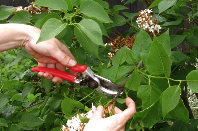 syringa meyeri palibin