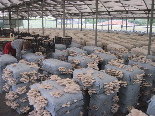 выращивание грибов условия