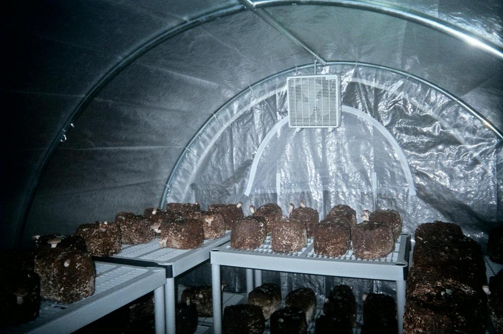 автоматизация теплиц для выращивания грибов