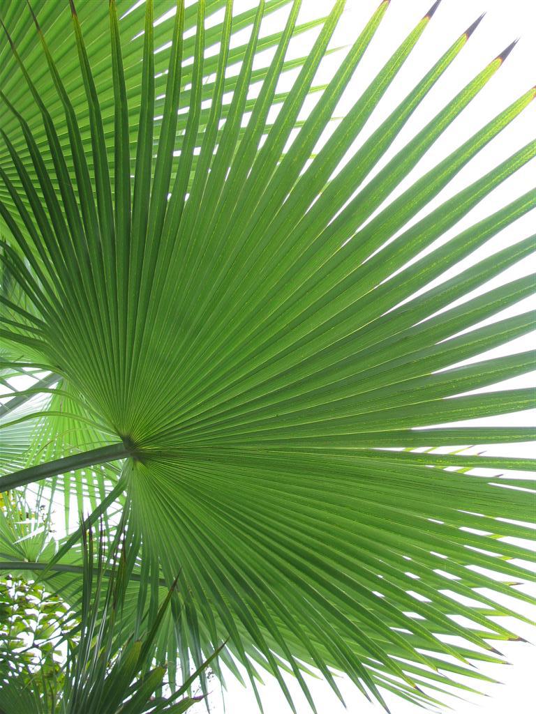 Листья пальмы сабаль