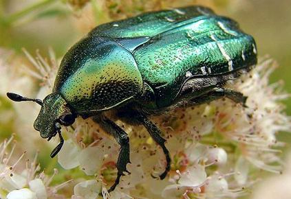 майский жук зеленый