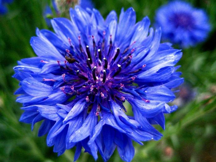 красивые синие цветы