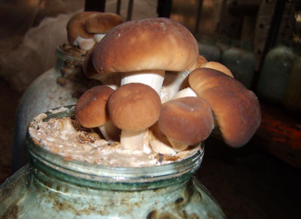 белые грибы в теплице