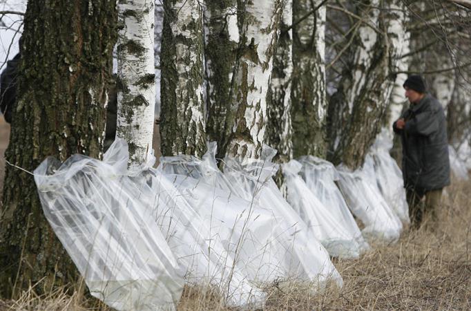 сбор березового сока