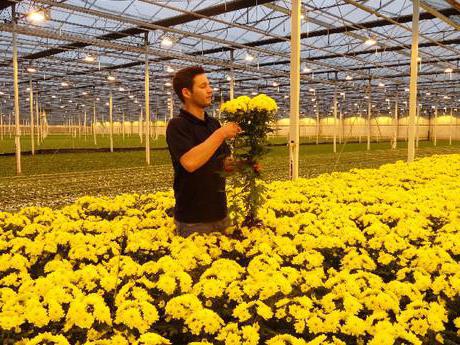 выращивание хризантем в открытом грунте для продажи