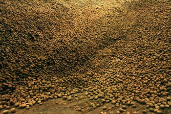 Как хранить картофель в погребе в мешках или россыпью 