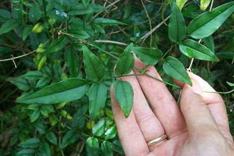 жасмин многоцветковый jasminum polyanthum 