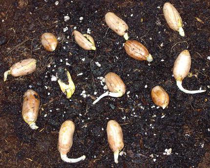 Земляной орех арахис: выращивание.