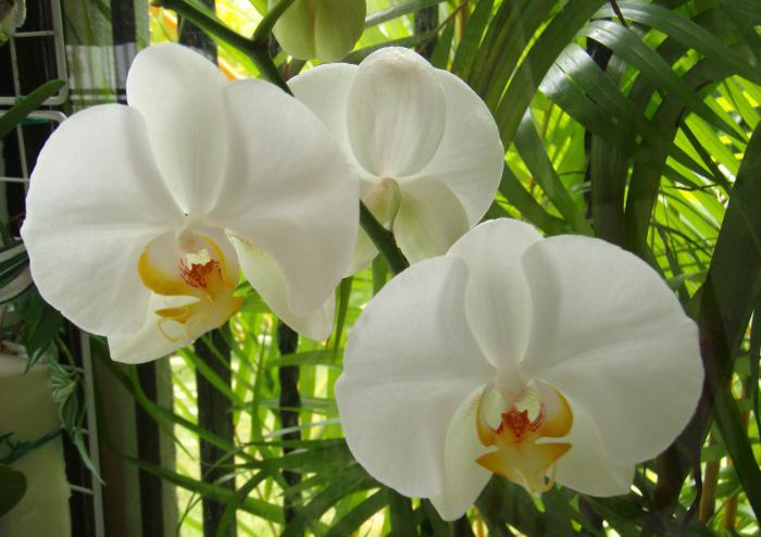 как поливать орхидею фаленопсис во время цветения