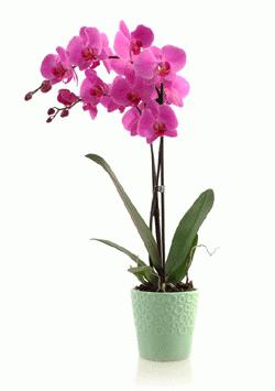 орхидея для начинающих