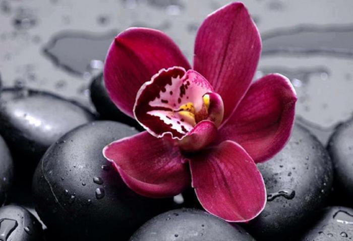 орхидея как часто поливать