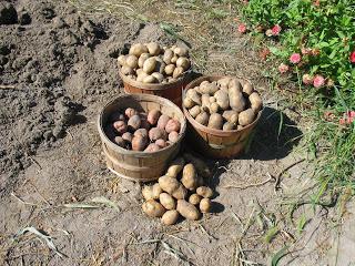 выращивание картофеля как получить ведро с куста