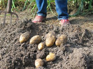 опыт выращивания картофеля 20 кустов 40 ведер