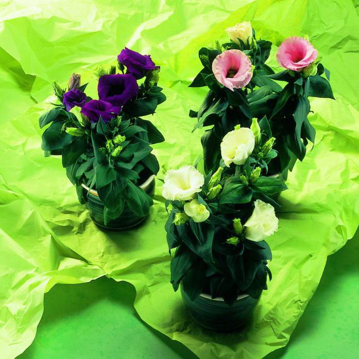 Eustoma grandiflorum многолетняя