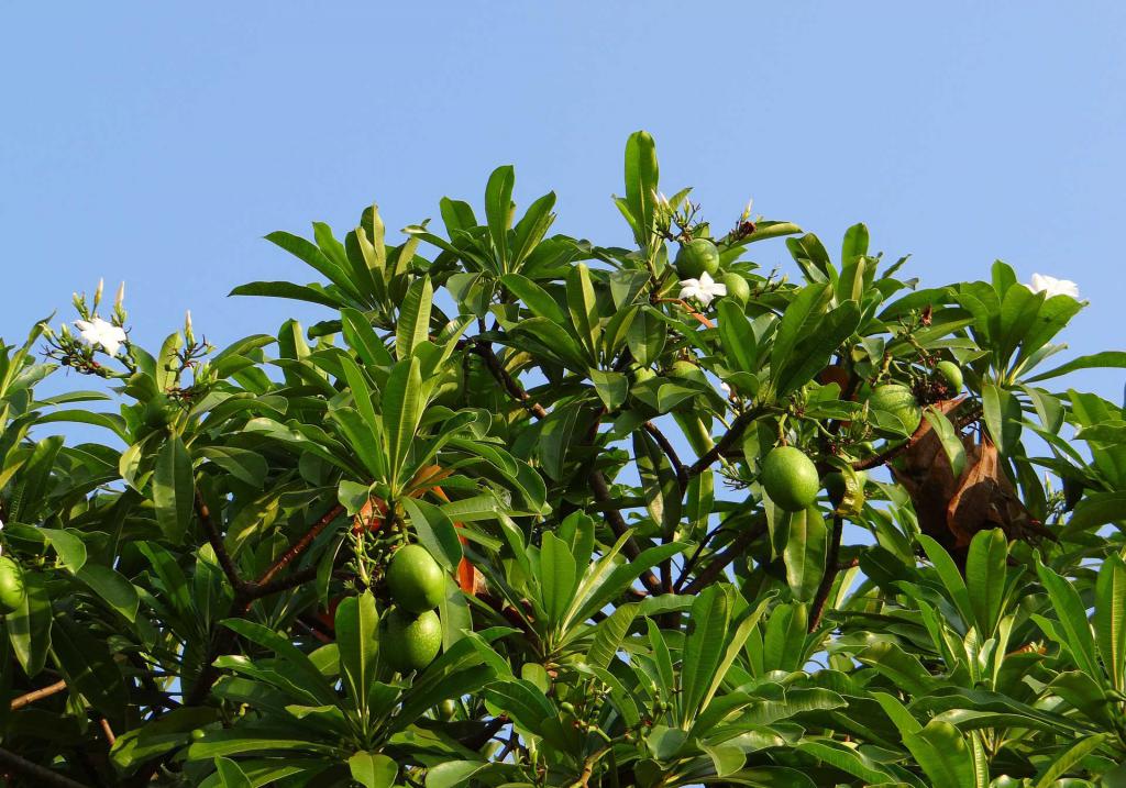 Незрелые фрукты на дереве