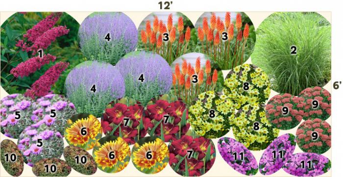 многолетники, подобранные для клумбы непрерывного цветения