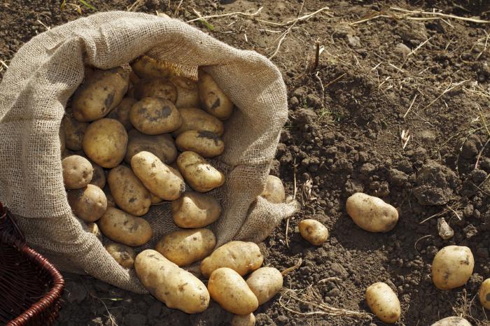 как посадить картошку под соломой