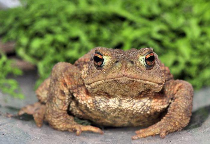 земляная жаба на огороде