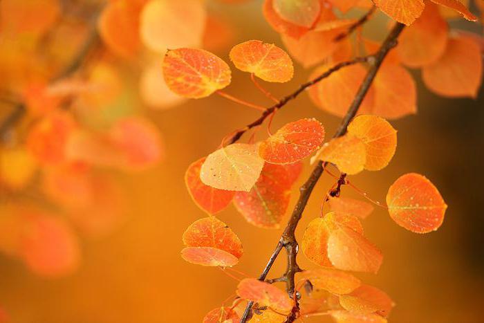 Осина листья осенью