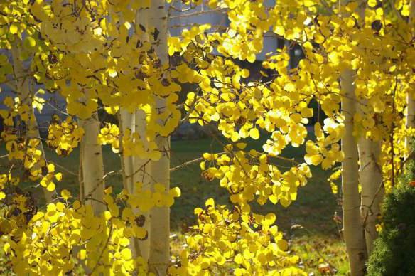 Фото дерева осины осенью