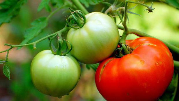 Дозревание помидоров в домашних условиях поражен фитовторой