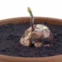 как растет авокадо из косточки
