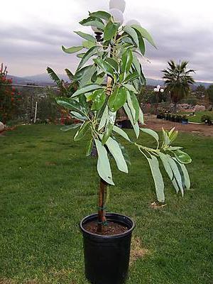 дерево авокадо как быстро растет