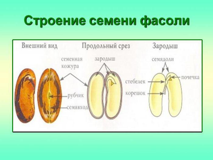 строение семени фасоли