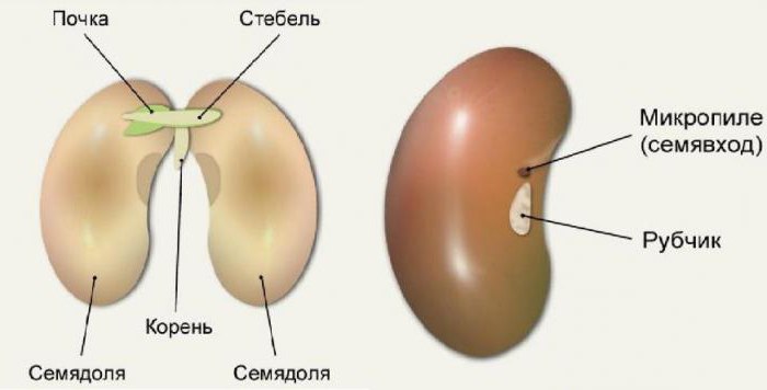 внешнее строение семени фасоли 