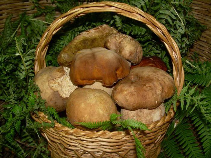 какие грибы растут под сосной