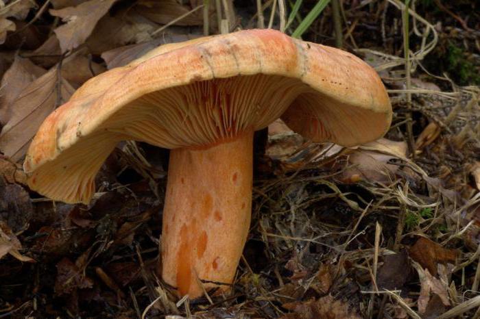 какие грибы растут под соснами фото