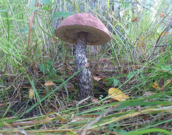 какие грибы растут под сосной и елью