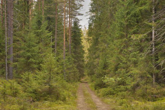 травянистые растения елового леса 