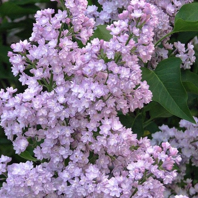 Syringa vulgaris